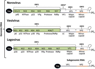 Immune Response Modulation by Caliciviruses